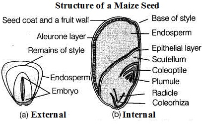 structure of a maize seed