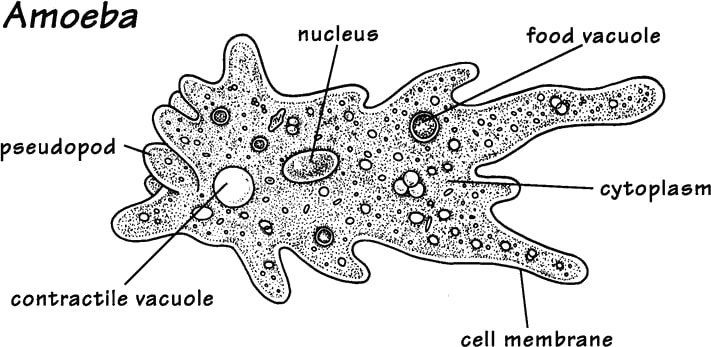 structure of amoeba