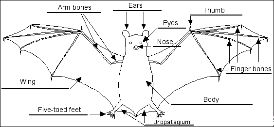 bat image1