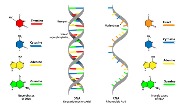 dna vs rna