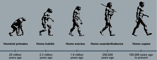 evolution of man