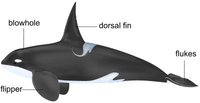 flipper in whales