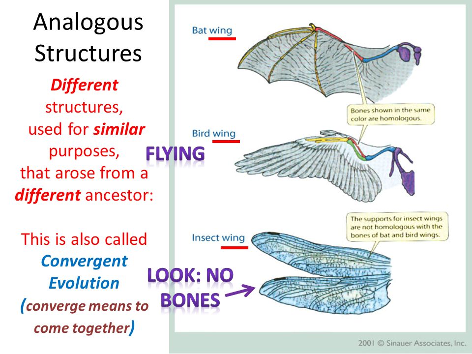 insect and bird wings