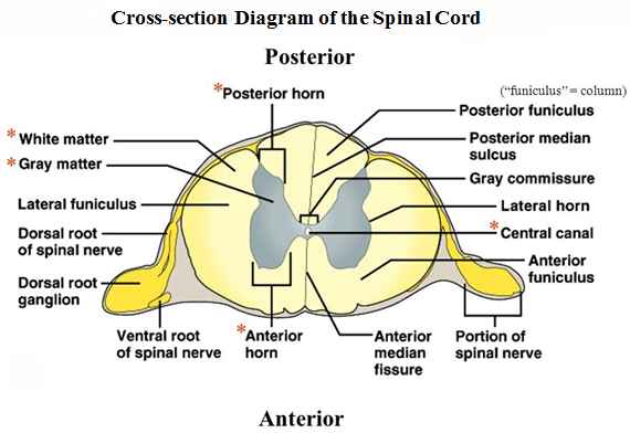 Spinal Cord Cross Section