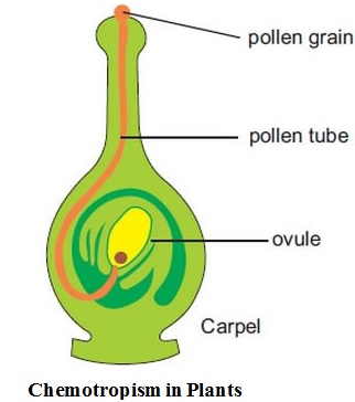 chemotropism