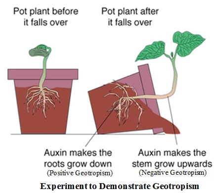 geotropism1