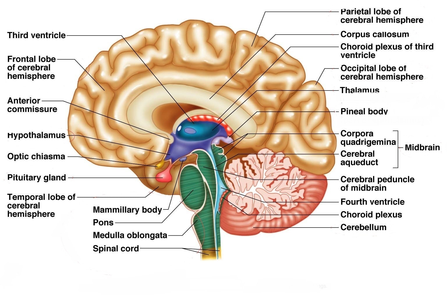 human brain parts