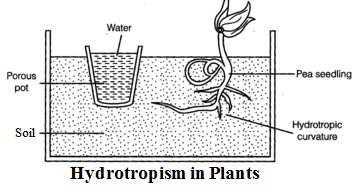 hydrotropism 3