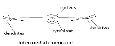 intermediate neuron