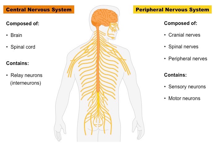 nervous system parts