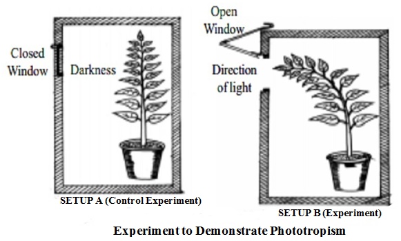 phototropism