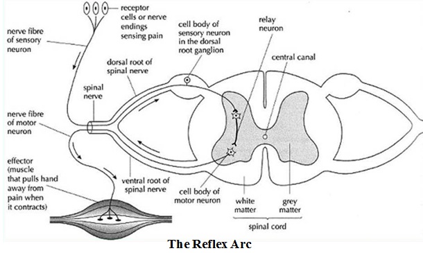 reflex arc