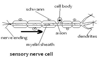 sensory nerve cell