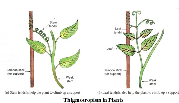 thigmotropism