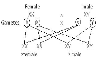 sex determination in humans