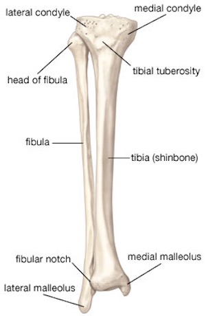 Tibia and Fibula