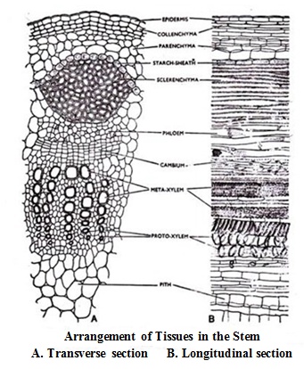 arrangement of tissues in the stem