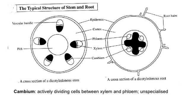dicot stem and root2