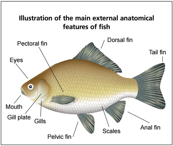 external features of tilapia fish