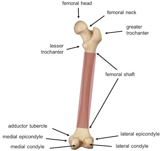 femur