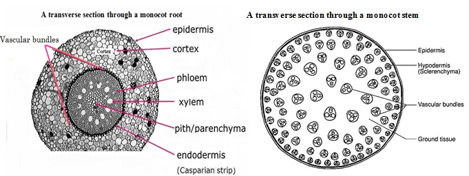 monocot stem and root