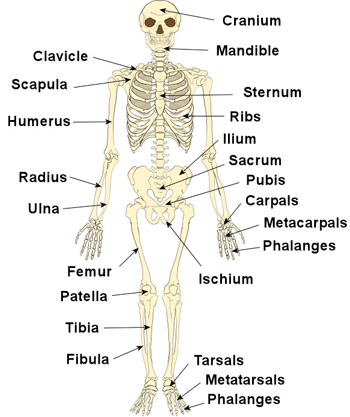 Support and Movement in Plants and Animals - Form 4 Biology notes - Easy Elimu Support and Movement in Plants and Animals - Form 4 Biology notes - Easy Elimu