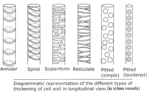 thickening of xyelem wall
