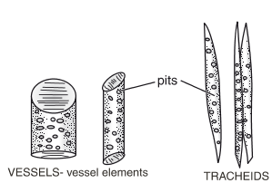 tracheids and vessels