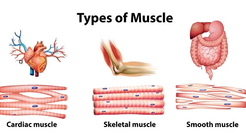 types of muscles1