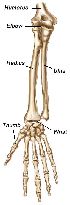 ulna and radius