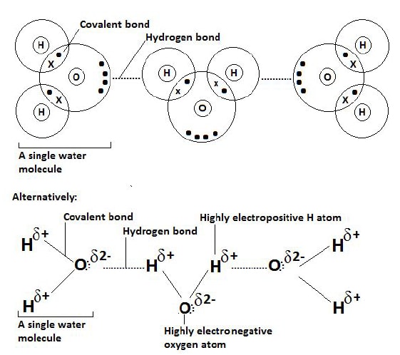 hydrogen bond in water molecules