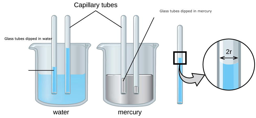 adhesion in water vs mercury