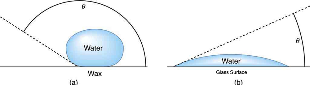 cohesive and adhesive force water