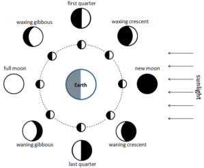 phases of the moon