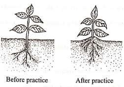 agric p1 q24 2019