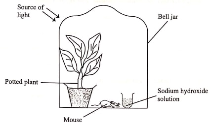 q10 bio p1 2019