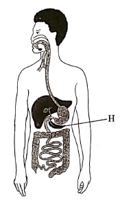 q19 bio p1 2019