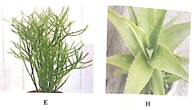 q1 bio p3 2019