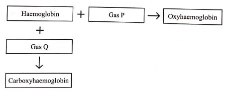 q22 bio p1 2019