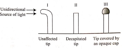 q3b bio p2 2019