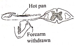 q5 bio p2 2019