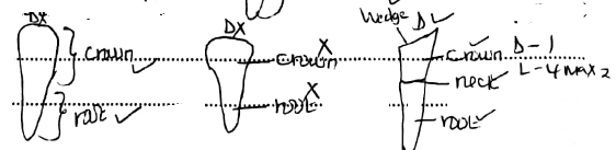 specimen L bio p3