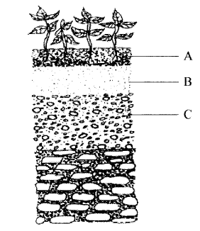 Soil profile