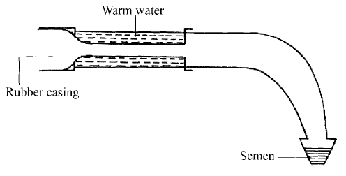 instrument used in cattle breeding