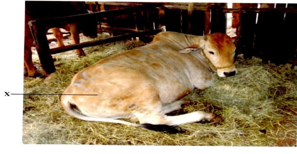method of identification in cattle