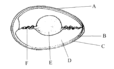 parts of an egg