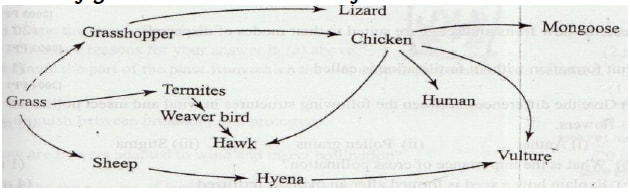 food chain