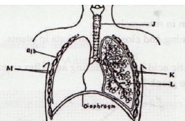 gaseous exchange