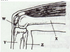 hind limb