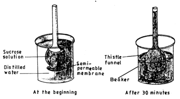 osmosis experiment kcse 2015